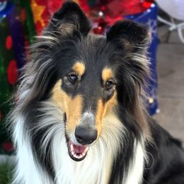 Collie puppies from MysticWood