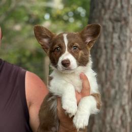 Teal Collar - Liver and white female American Corgi puppy in Nashville, Arkansas from Whisenhunt Farms