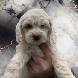 Zara - female Cockapoo puppy in Connersville, Indiana from MoonShine Babies