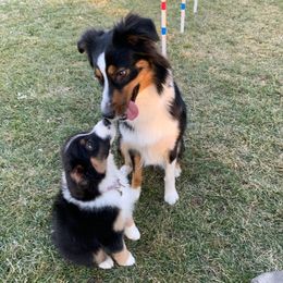 Australian Shepherds from Lori's Australian Shepherds