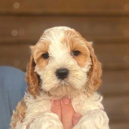 Michael - Red and white male Cockapoo puppy in Holton, Indiana from MoonShine Babies