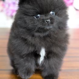 Raven - Black female Pomeranian puppy in Fultonville, New York from Sandy Aussies & Pomeranians