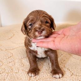 August - Merle male Australian Labradoodle puppy in Connersville, Indiana from Dessie's Doodles