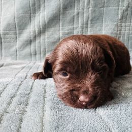 Sarabi - Red & white female Miniature Australian Shepherd puppy in Windsor, Colorado from 392 Farms