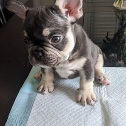 French Bulldog Puppies from Jgrfrenchies