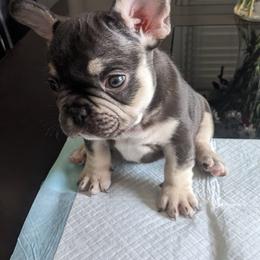 French Bulldog Puppies from Jgrfrenchies