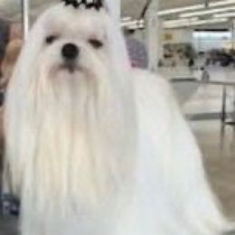 GCH CH TicTok - Maltese