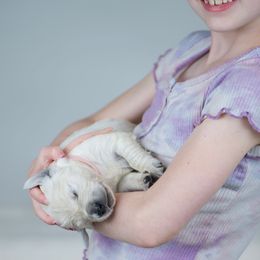 Girl Light pink - Light golden Golden Retriever puppy in California from Gildea Goldens
