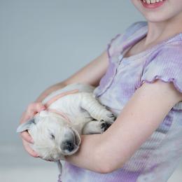 Girl Light pink - Light golden Golden Retriever puppy in California from Gildea Goldens