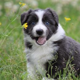 Slate girl - Slate female Border Collie puppy in Tylertown, Mississippi from Cool Meadow Farms