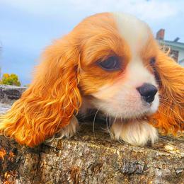 Leo - Blenheim male Cavalier King Charles Spaniel puppy in Watsontown, Pennsylvania from Huntsman Cavaliers