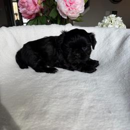 Ms. Lux - Black female Shih Tzu puppy in Kent, Washington from Exclusively Shih Tzu's LLC