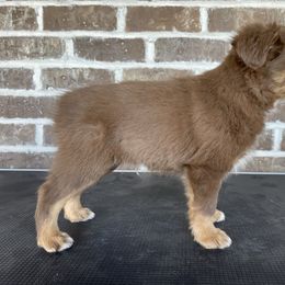 Australian Shepherd, Miniature American Shepherd, Miniature Australian Shepherd, and Toy Australian Shepherd Puppies from Painted Blue Aussies