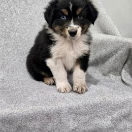 Canyon - Black tri-color male Australian Shepherd puppy in Utah from Corbridge Aussies