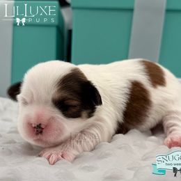Morkie and Shorkie Puppies from Lil Luxe Pups
