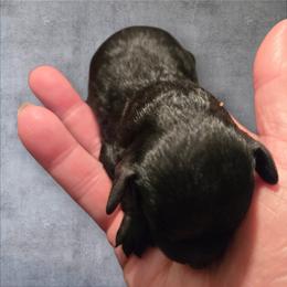 Girl 2 - Black female Poodle puppy in Lucedale, Mississippi from Simply Poodle