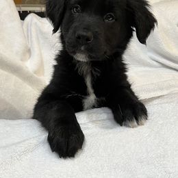 Border Collie, Golden Retriever, and Sporty Mix Puppies from Kreger's K9s