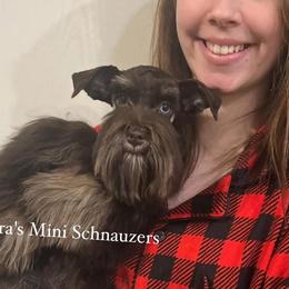 Jolene - Miniature Schnauzer