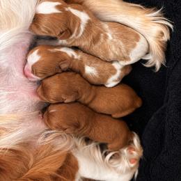Ruby girl 2 - Ruby female Cavalier King Charles Spaniel puppy in Greensboro, North Carolina from Hyde Park Cavaliers