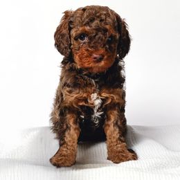 Red collar - Tri-color female Cavapoo puppy in Eagle Mountain, Utah from Liberty Farms Puppies