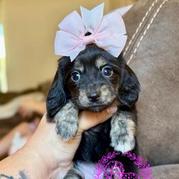 Dixie - Black and cream female Dachshund puppy in Hornbeck, Louisiana from A&Z Mini Dachshunds
