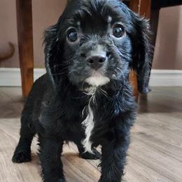 Cavalier King Charles Spaniel Puppies from Junebug Cavaliers