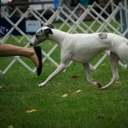 Saluki and Whippet All Grown Up from Aeolus Salukis & Whippets