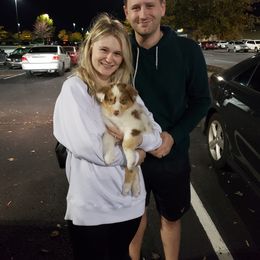 Australian Shepherd Puppies from Covenant View Farm Australian Shepherds