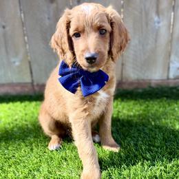 Harry - Apricot male Goldendoodle puppy in Carlsbad, California from Seaside Doodle Co.