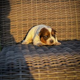 N-6 - Red speckled female Australian Cattle Dog puppy in Spokane, Washington from 4D Cattle Dogs