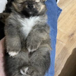 Pomeranian Puppies from MDs Prancin Poms