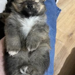 Pomeranian Puppies from MDs Prancin Poms