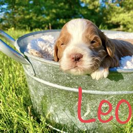 Bernedoodle, Cockapoo, and German Shorthaired Pointer Puppies from Filipiak Breeders