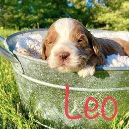 Bernedoodle, Cockapoo, and German Shorthaired Pointer Puppies from Filipiak Breeders