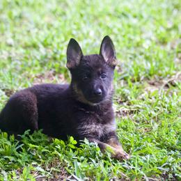 Bullet - Black and tan female German Shepherd puppy in Leesburg, Florida from RoyalWork K9