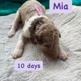 Girl 4 - Aussiedoodle puppy in Dripping Springs, Texas from Doodle Ranch