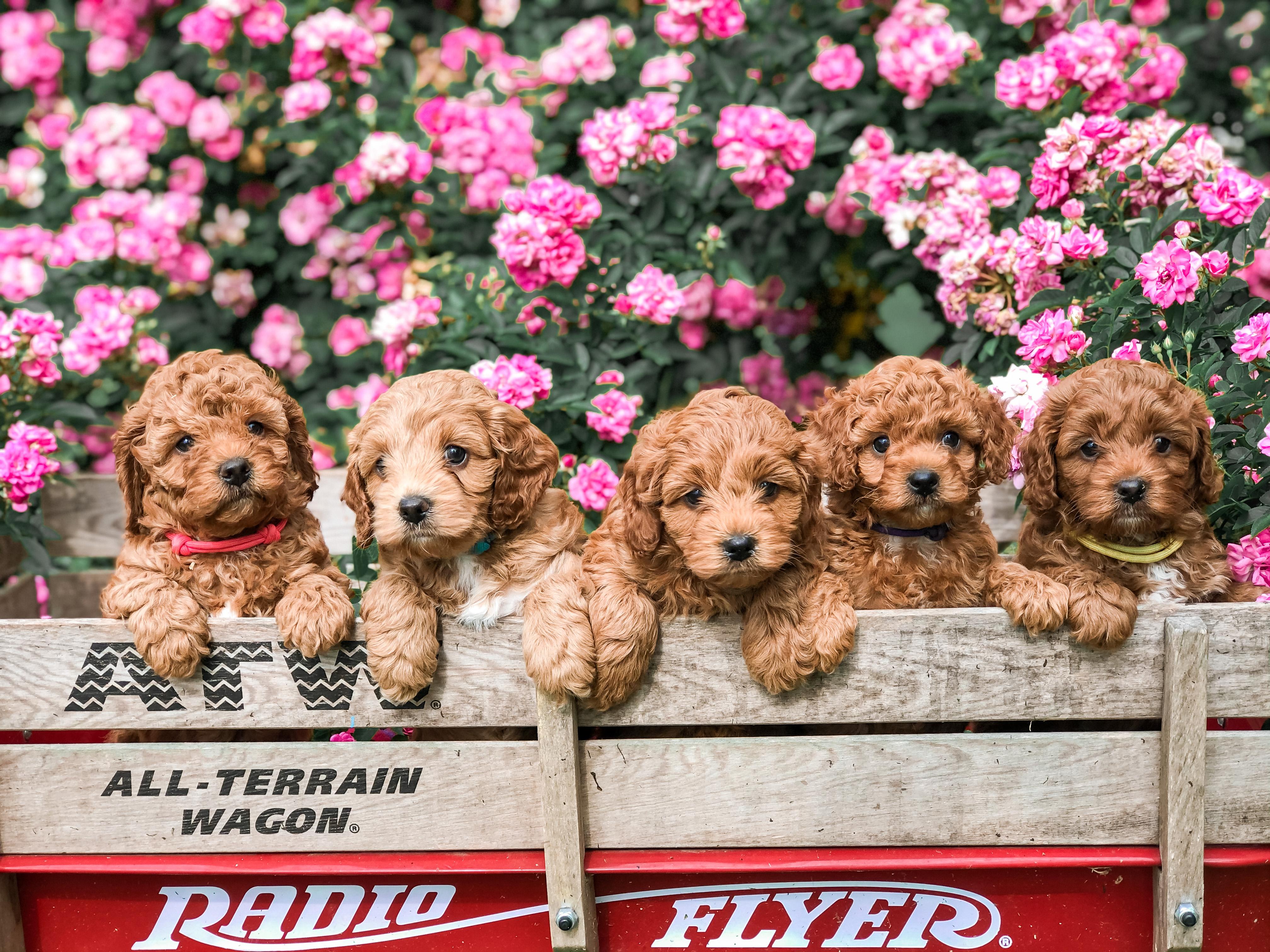 Sugarbear Cockapoos in Texas | Cockapoo puppies | Good Dog