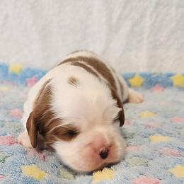 Jamison - Blenheim male Cavalier King Charles Spaniel puppy in Pennsylvania from Julie's Cavalier King Charles Spaniels