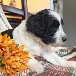 Rowan (light blue collar-2,600) - Black and white female Bernedoodle puppy in Grandview, Texas from Big Sky Bernedoodles
