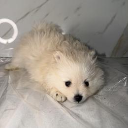 Powder - White female Pomeranian puppy in Scio, Oregon from Mac Daddy Poms