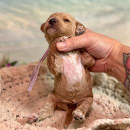 Pocket (lavender) - Red  female Goldendoodle puppy in Haltom City, Texas from Ohana Doodles
