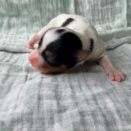 Blueberry (girl 5) - Black tan and white female Biewer Terrier puppy in Las Cruces, New Mexico from De La Rosa Biewers