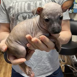 American Hairless Terrier Puppies from Gold Rush Kennels