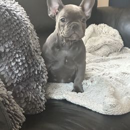 Boy 3 - Blue French Bulldog puppy in Pennsylvania from R & C French Bulldogs