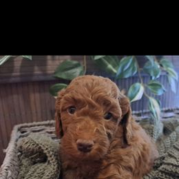 Goldendoodle Puppies from Abidoodles Florida