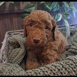 Goldendoodle Puppies from Abidoodles Florida