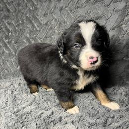 Benji - Black tri male Miniature Australian Shepherd puppy in Alabama from SBA Aussies