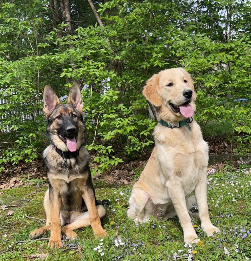 German Shepherd Puppies from Shepherds of the Hundred Acres
