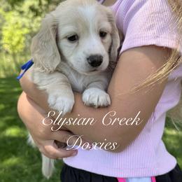 Dachshund Puppies from Elysian Creek Doxies