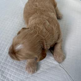 Bernedoodle, Bernese Mountain Dog, Cavalier King Charles Spaniel, Cavapoo, and Poodle Puppies from Ellas.Pups (Bernedoodles & Cavapoos)